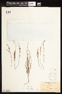 Polygonum tenue image