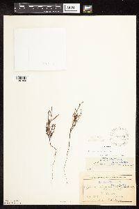 Polygonum tenue image