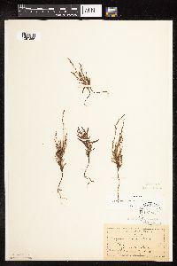 Polygonum tenue image