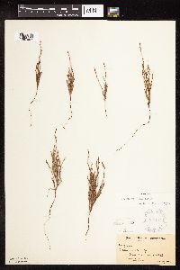 Polygonum tenue image