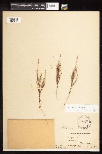 Polygonum tenue image