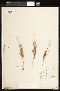 Polygonum tenue image