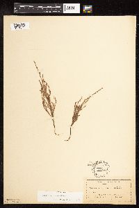 Polygonum tenue image