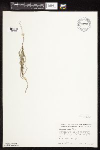 Polygonum tenue image