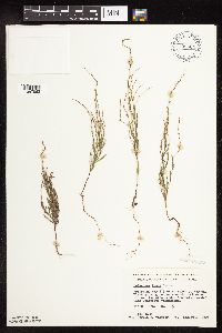 Polygonum tenue image