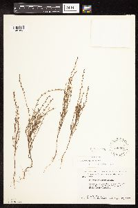 Polygonum tenue image