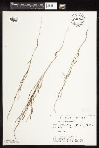 Polygonum tenue image