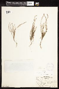 Polygonum tenue image