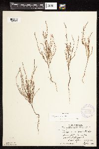 Polygonum tenue image