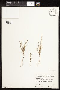 Polygonum tenue image