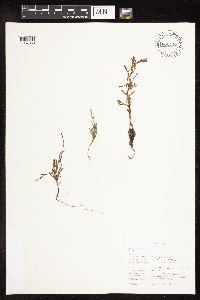 Polygonum tenue image