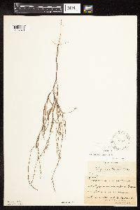 Polygonum tenue image