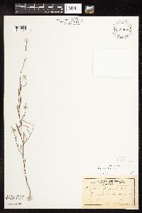 Polygonum tenue image