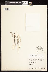 Polygonum tenue image