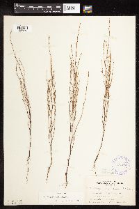 Polygonum tenue image