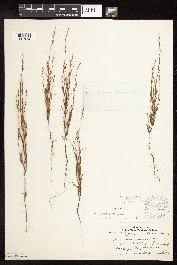 Polygonum tenue image