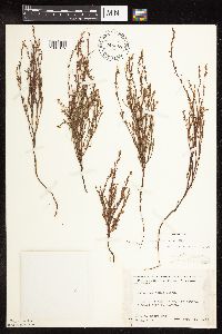 Polygonum tenue image