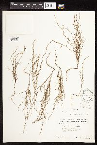 Polygonum tenue image