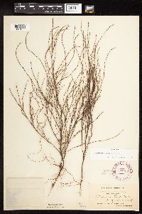 Polygonum tenue image