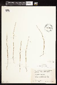 Polygonum tenue image