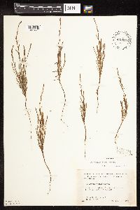 Polygonum tenue image