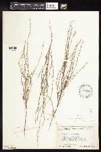 Polygonum tenue image