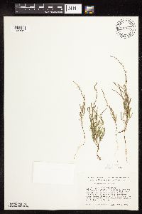 Polygonum tenue image