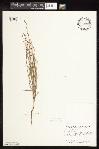 Polygonum tenue image