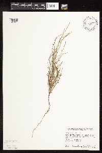 Polygonum tenue image