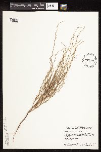 Polygonum tenue image