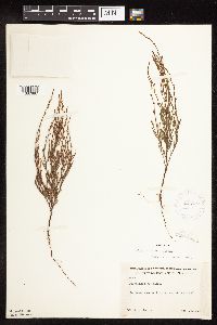 Polygonum tenue image