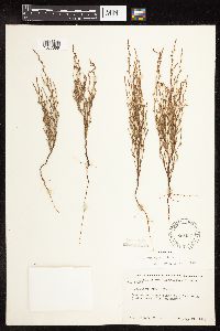 Polygonum tenue image