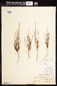 Polygonum tenue image