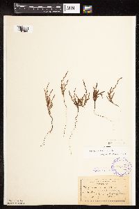 Polygonum tenue image