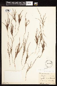 Polygonum tenue image