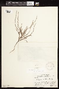 Polygonum tenue image