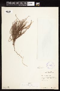 Polygonum tenue image