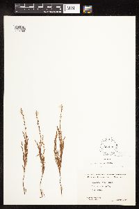 Polygonum tenue image