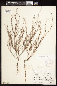 Polygonum tenue image