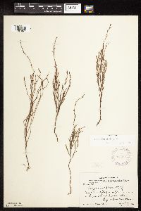 Polygonum tenue image