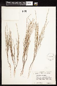 Polygonum tenue image