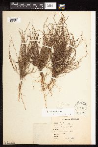 Polygonum tenue image