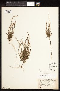 Polygonum tenue image