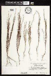 Polygonum tenue image