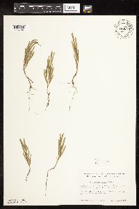 Polygonum tenue image