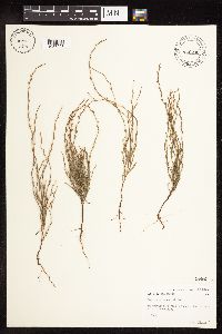 Polygonum tenue image