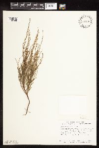 Polygonum tenue image