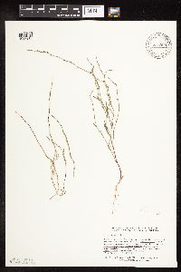 Polygonum tenue image