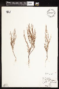 Polygonum tenue image