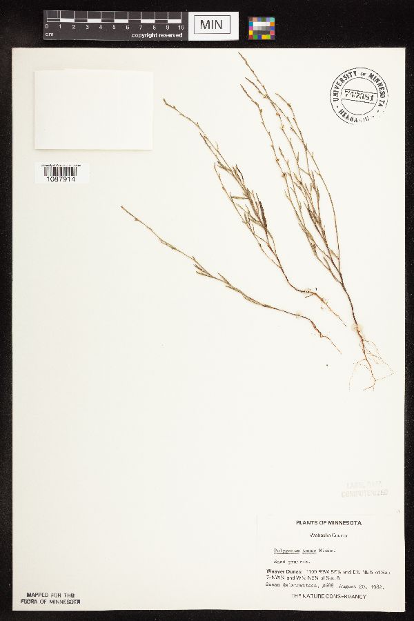 Polygonum tenue image